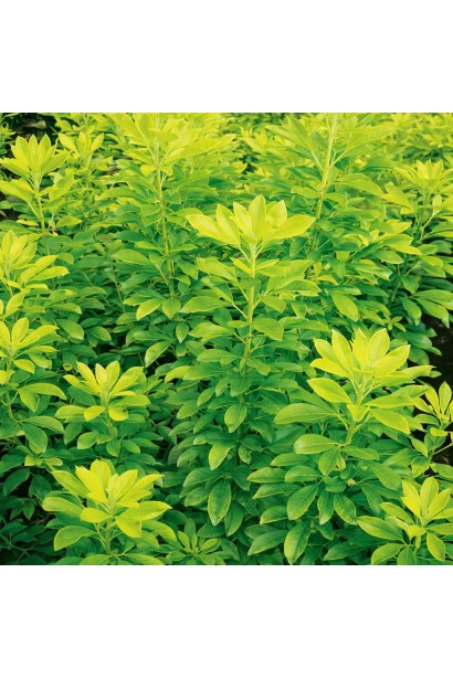 Choisya ternata Lich 